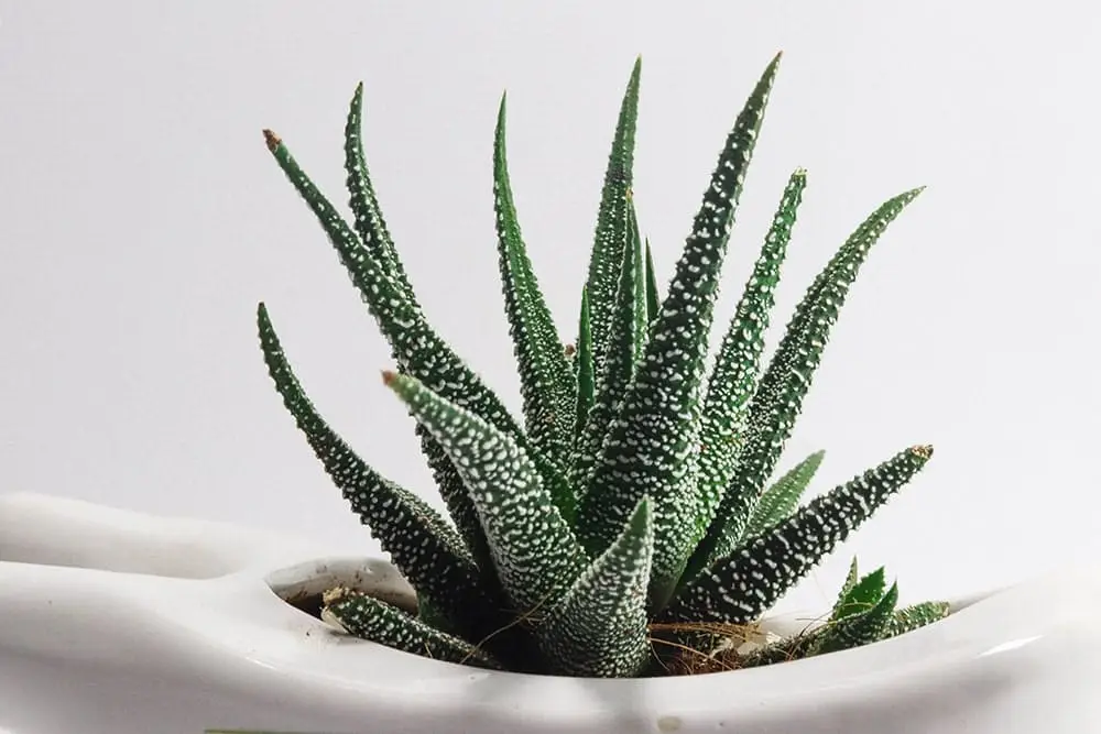 aloes w białej doniczce