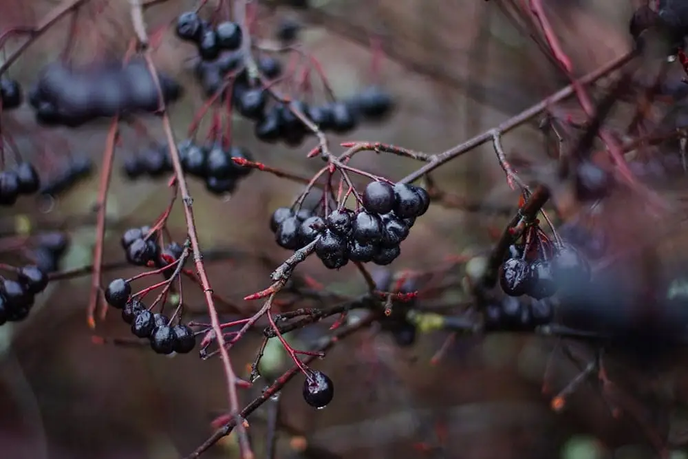 aronia na drzewie