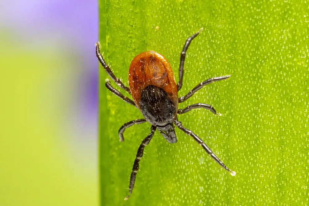 tick
