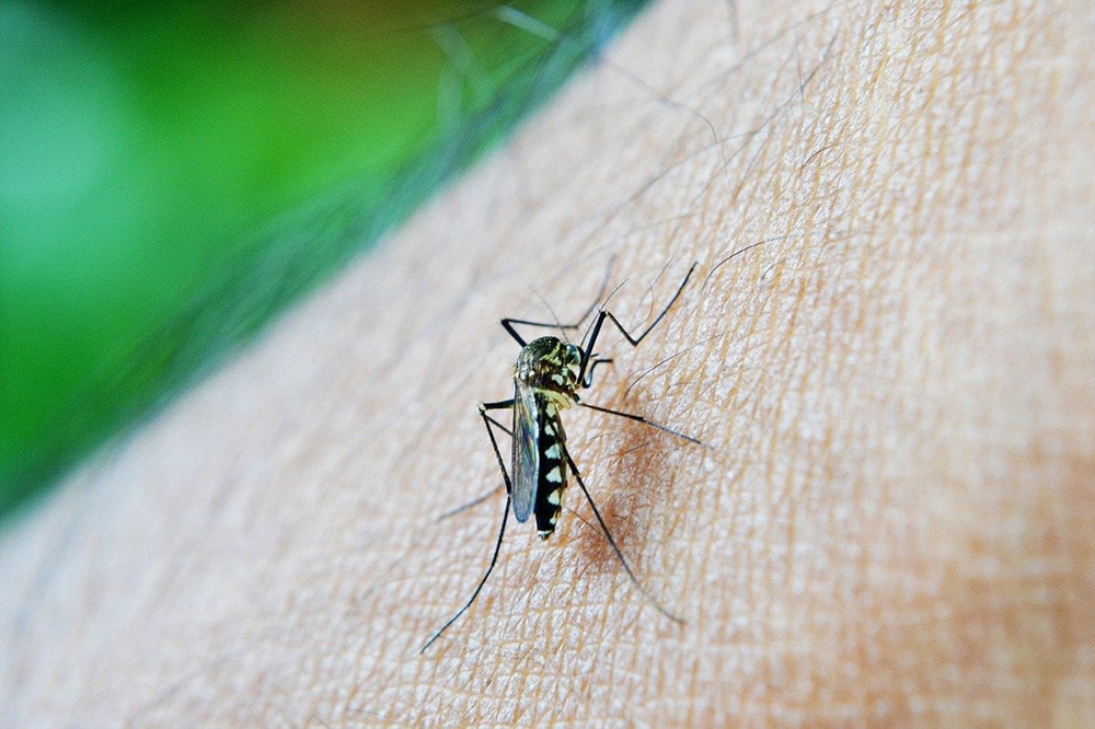 Malaria: komar