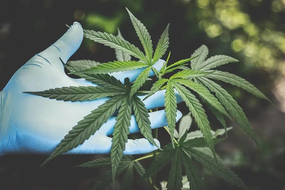 Medical cannabis