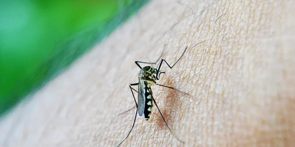 Malaria: mosquito